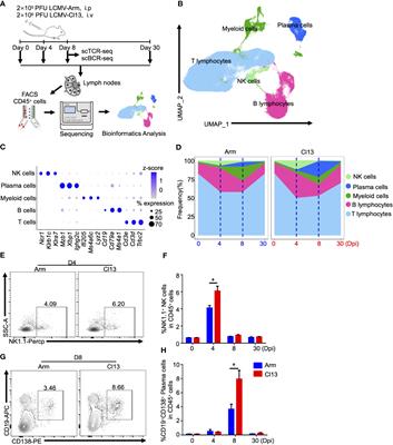 Single-cell RNA sequencing reveals the dynamics and heterogeneity of lymph node immune cells during acute and chronic viral infections
